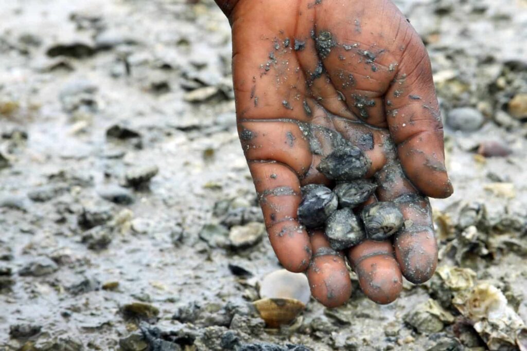 Chumbo ajudou a evolucao humana 3