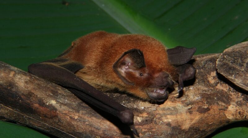 Novo coronavirus foi detectado em amostras de tecidos de morcegos da especie Pteronotus parnellii